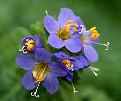 Polemonium chartaceum